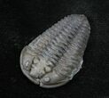 Flexicalymene Trilobite with Negative From Ohio #26749-1